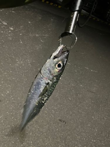 サバの釣果