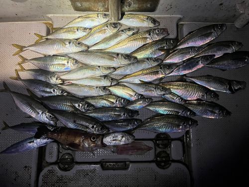 アジの釣果