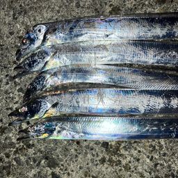 タチウオ
