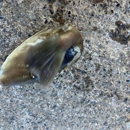 ウマヅラハギ