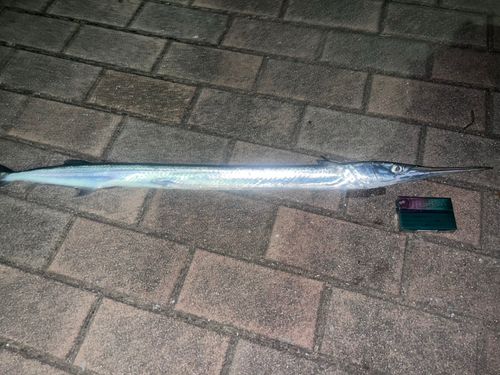 サヨリの釣果