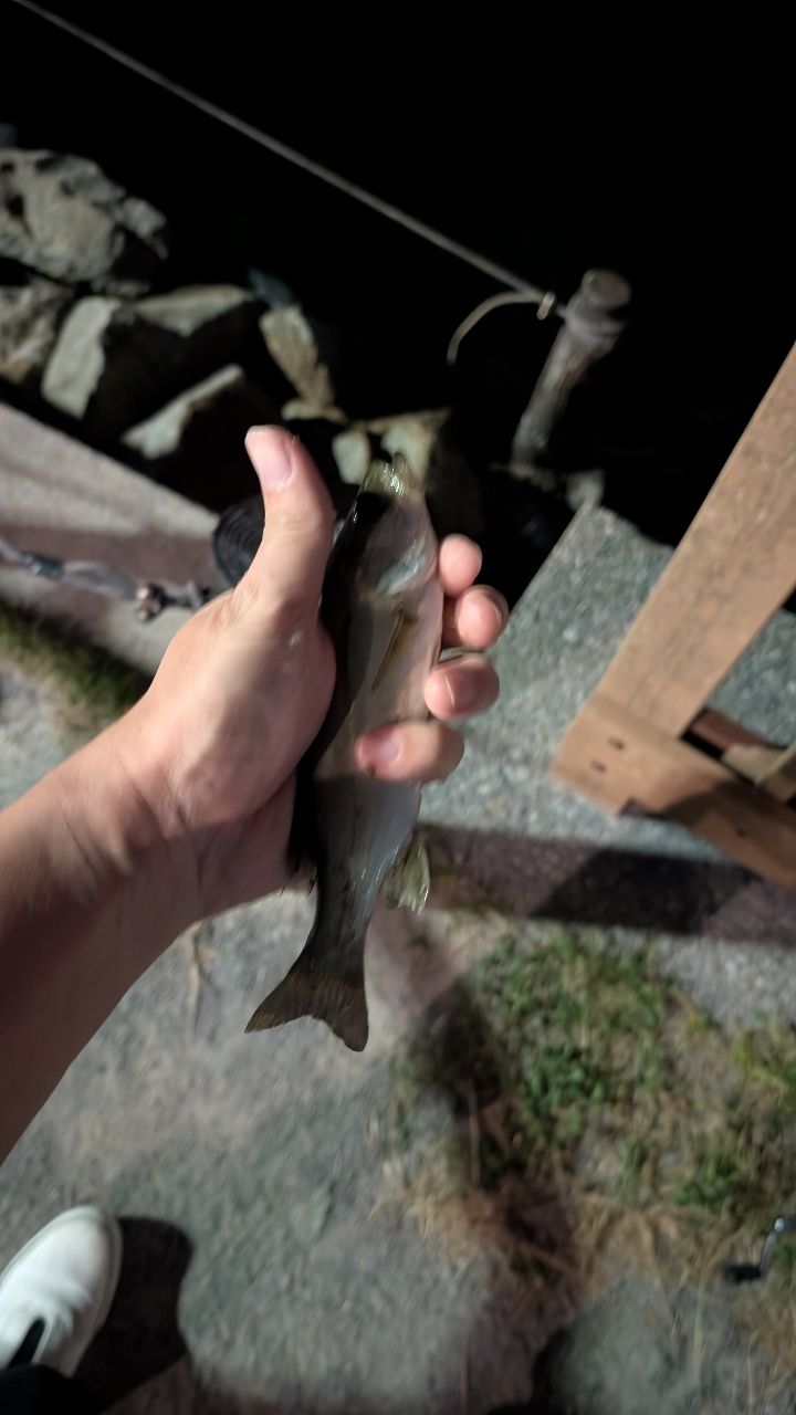 マハゼ