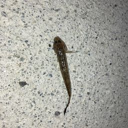 ハゼ