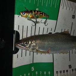 アユ