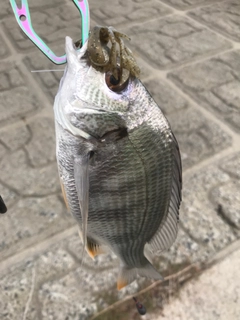 キビレの釣果