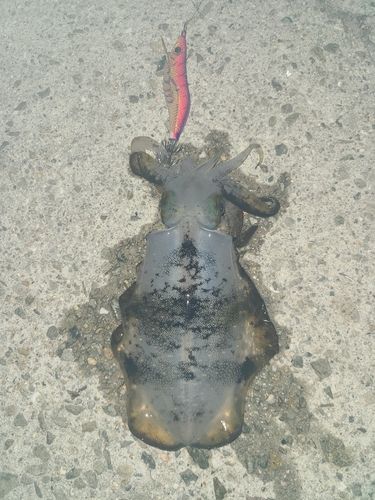 アオリイカの釣果