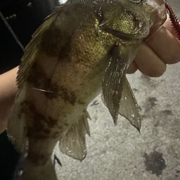 メバル