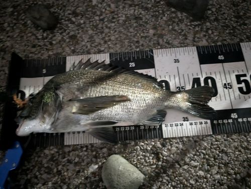 クロダイの釣果