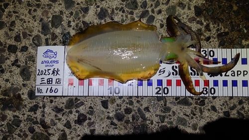 アオリイカの釣果