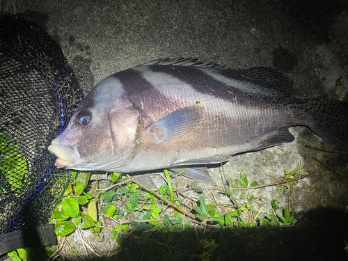 浦戸湾