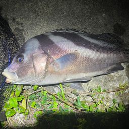 コショウダイ