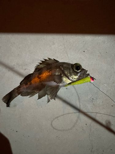 メバルの釣果