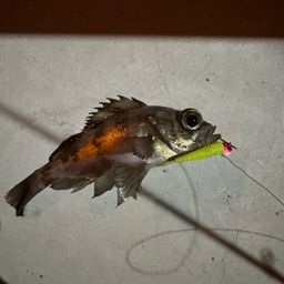 メバル