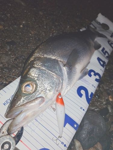 駿河湾