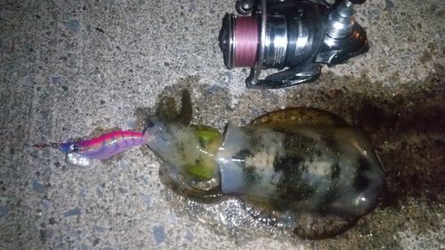 アオリイカの釣果