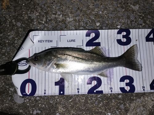 シーバスの釣果