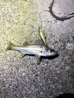 セイゴ(マルスズキ)の釣果