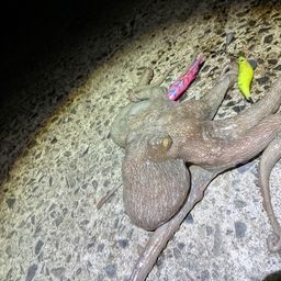タコ