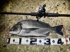 チヌの釣果