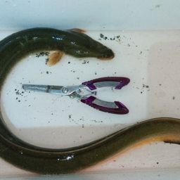 ウナギ