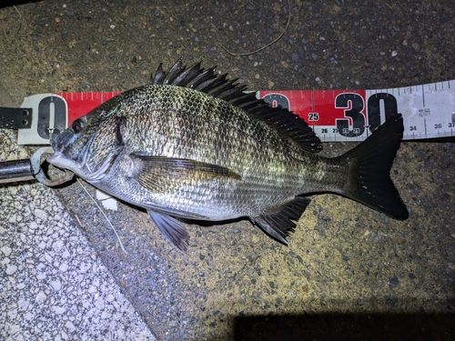 クロダイの釣果