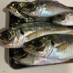 アジの釣果