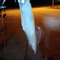 ケンサキイカ