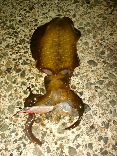 アオリイカの釣果
