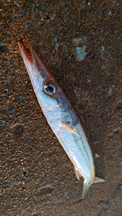 カマスの釣果