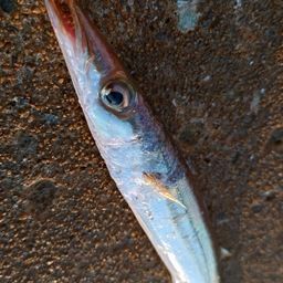 カマス