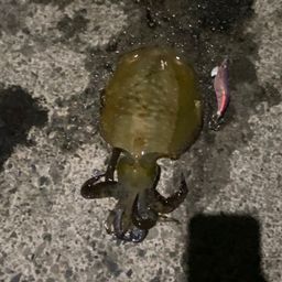 アオリイカ