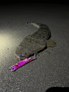マゴチの釣果
