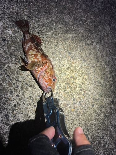 カサゴの釣果