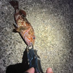カサゴ