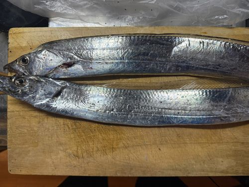 タチウオの釣果
