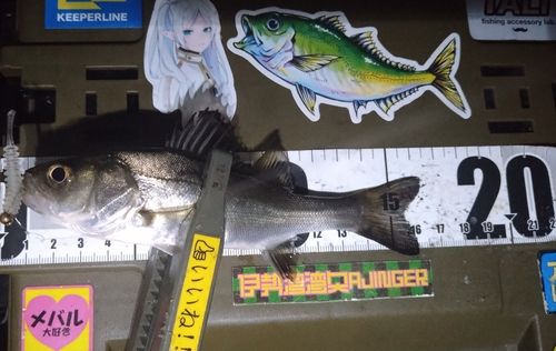シーバスの釣果