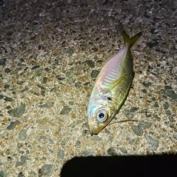 アジ