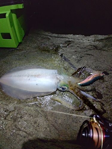 アオリイカの釣果