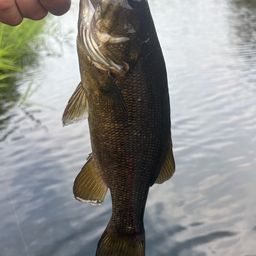 スモールマウスバス