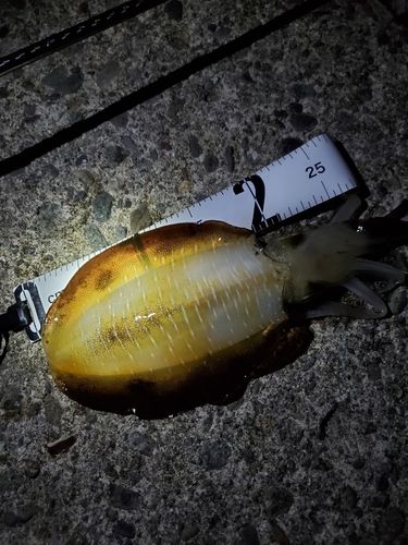 アオリイカの釣果