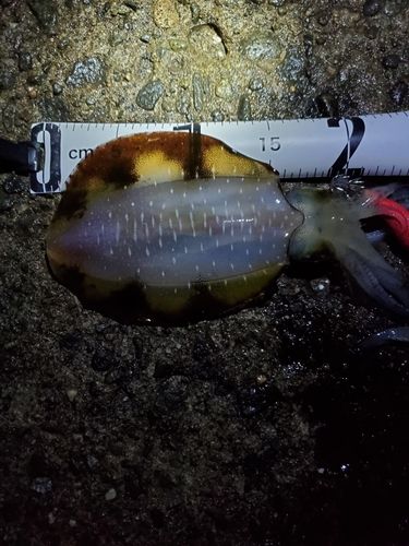 アオリイカの釣果