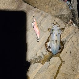 アオリイカ