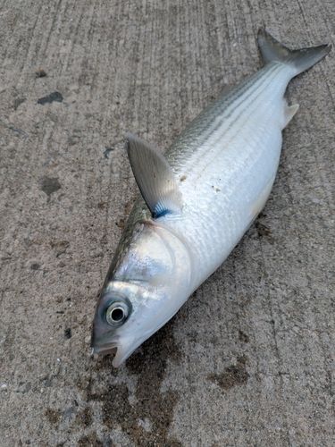 ボラの釣果