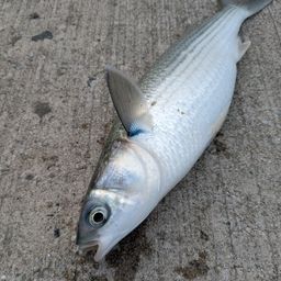 ボラ