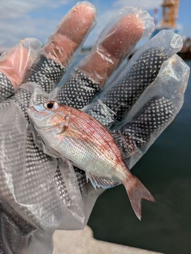 チャリコの釣果