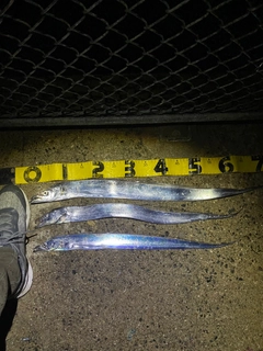 タチウオの釣果