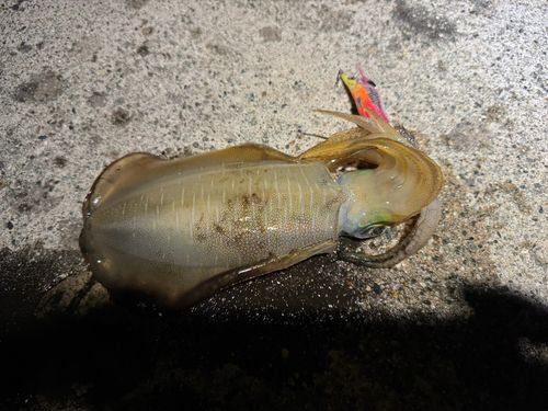 アオリイカの釣果