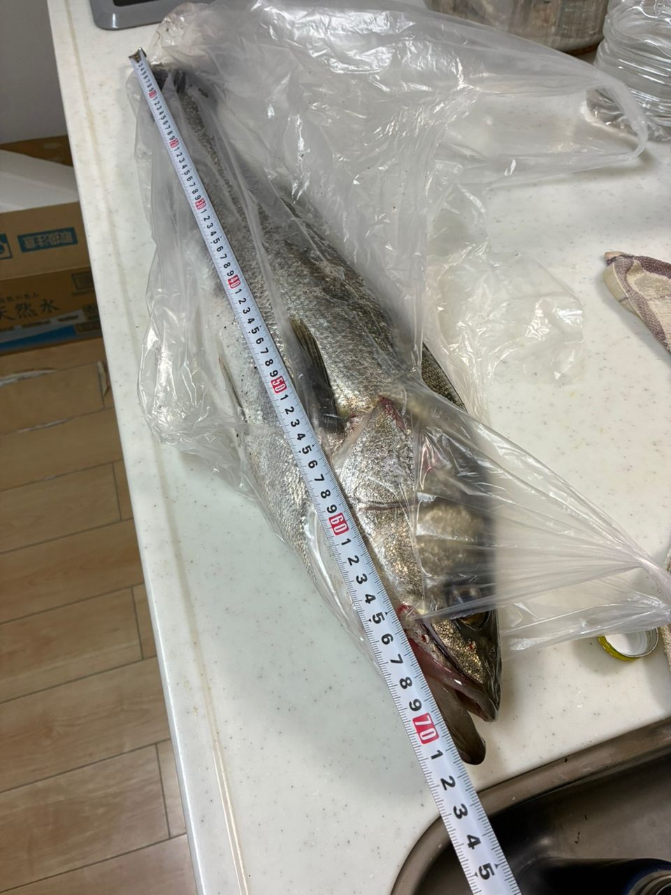 シーバス
