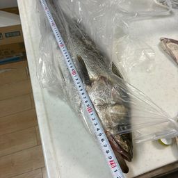 シーバス