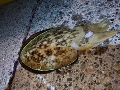 コウイカの釣果